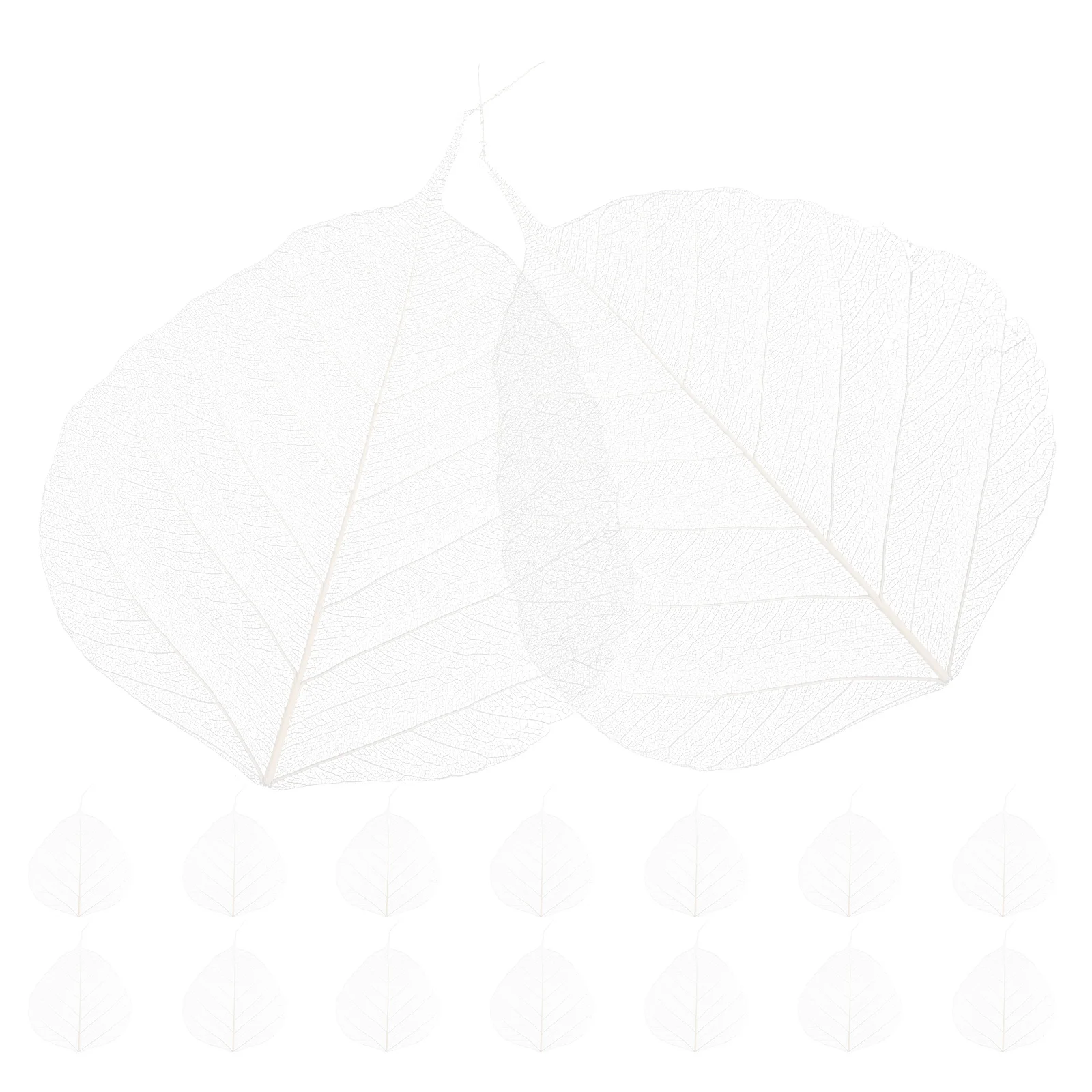 20 Pcs Decor Bookmark Accessory Leaves for Craft Project Natural Dried Specimen Baby