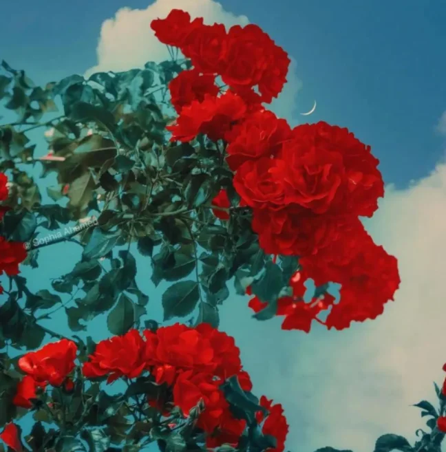 

vertical Car Radio For Jeep Wrangler JL 2018-2022 Carplay Android GPS Navigation Multimedia Player Stereo Head Unit Audio Video