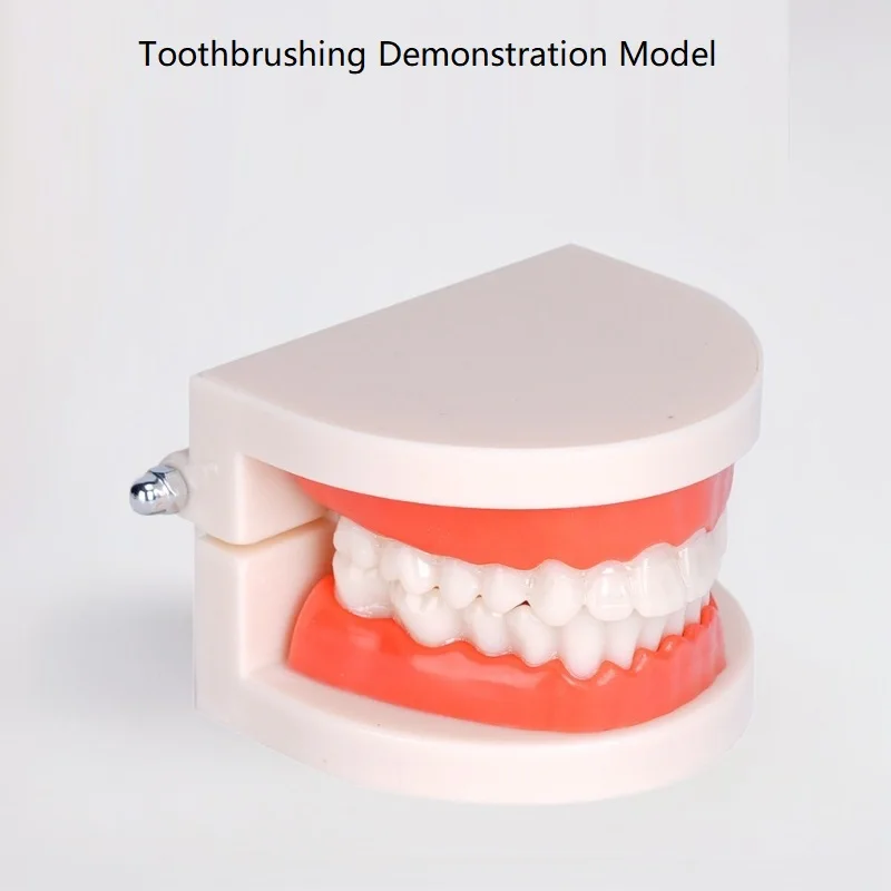 

Dental Mold Tooth Model Detachable Dental Teaching Model for Oral Care Brushing Tooth Preparation Illustrating Denture Structure
