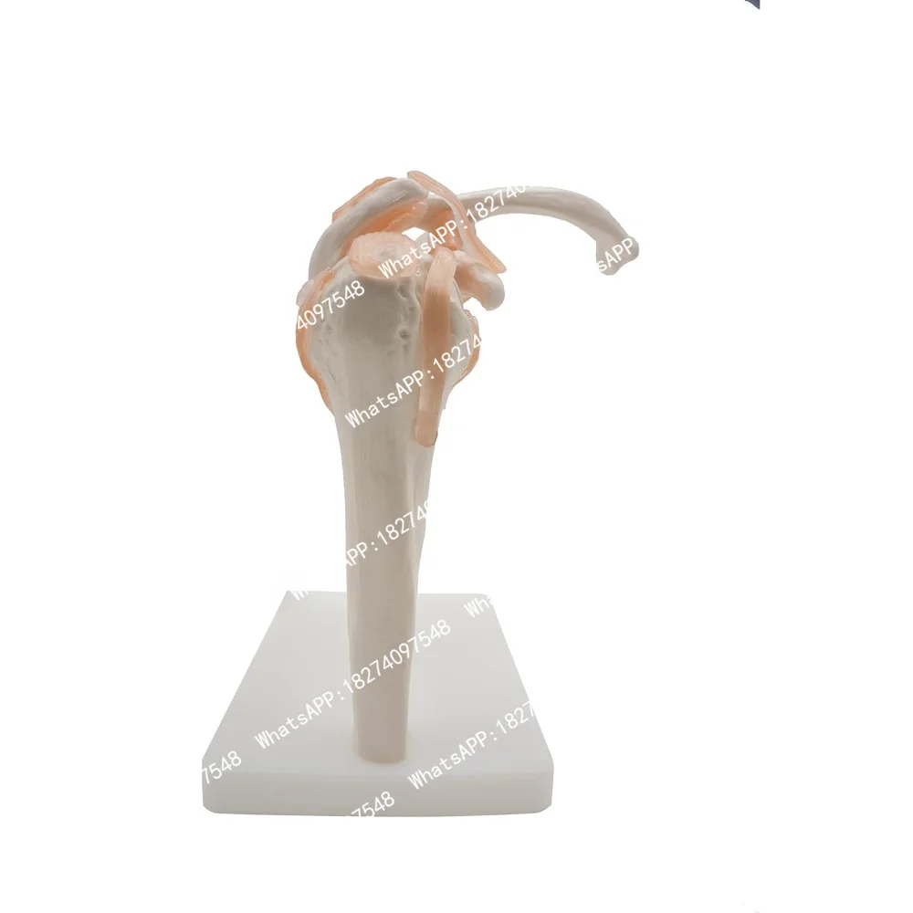 Anatomical Shoulder Joint Model Medical Anatomy Skeleton, Human Shoulder Ligament Anatomy Shoulder Joint Educational Tool