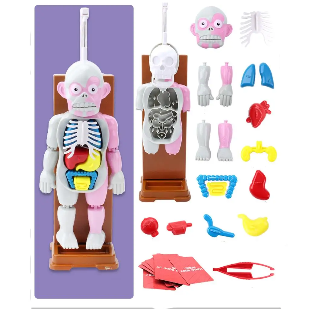 

Removable Organs Human Body Educational Toy Sensory Board Game Accessories for Kids Halloween Christmas Presents