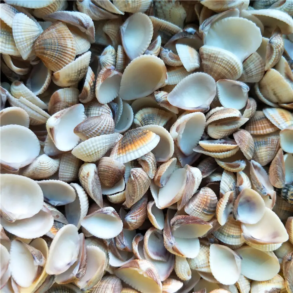 Mixed Natural Sea Shells Starfish Set Aquarium Landscaping Accessory Hermit Crab House Craft Decor Ocean Style Items