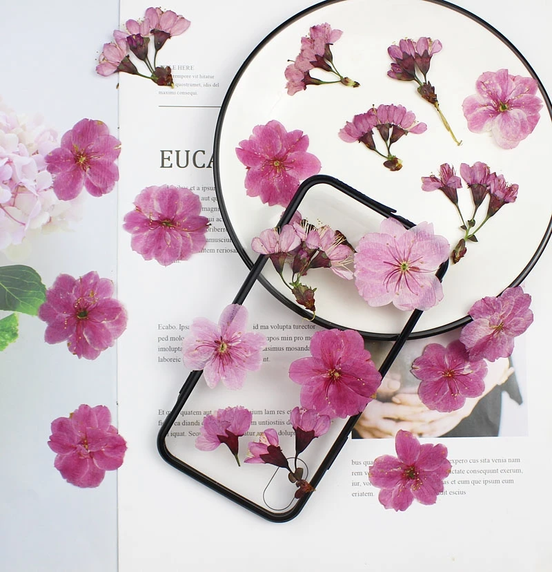 

60pcs Pressed Dried Malus spectabilis Sakura Flower Herbarium For Resin Epoxy Jewelry Card Bookmark Frame Phone Case Makeup Lamp