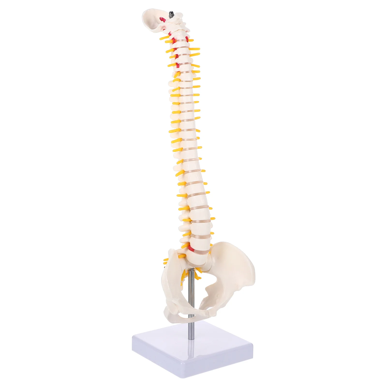 Spine Model Tailbone Anatomy Practice Cervical PVC Spinal Medical with Vertebral Column