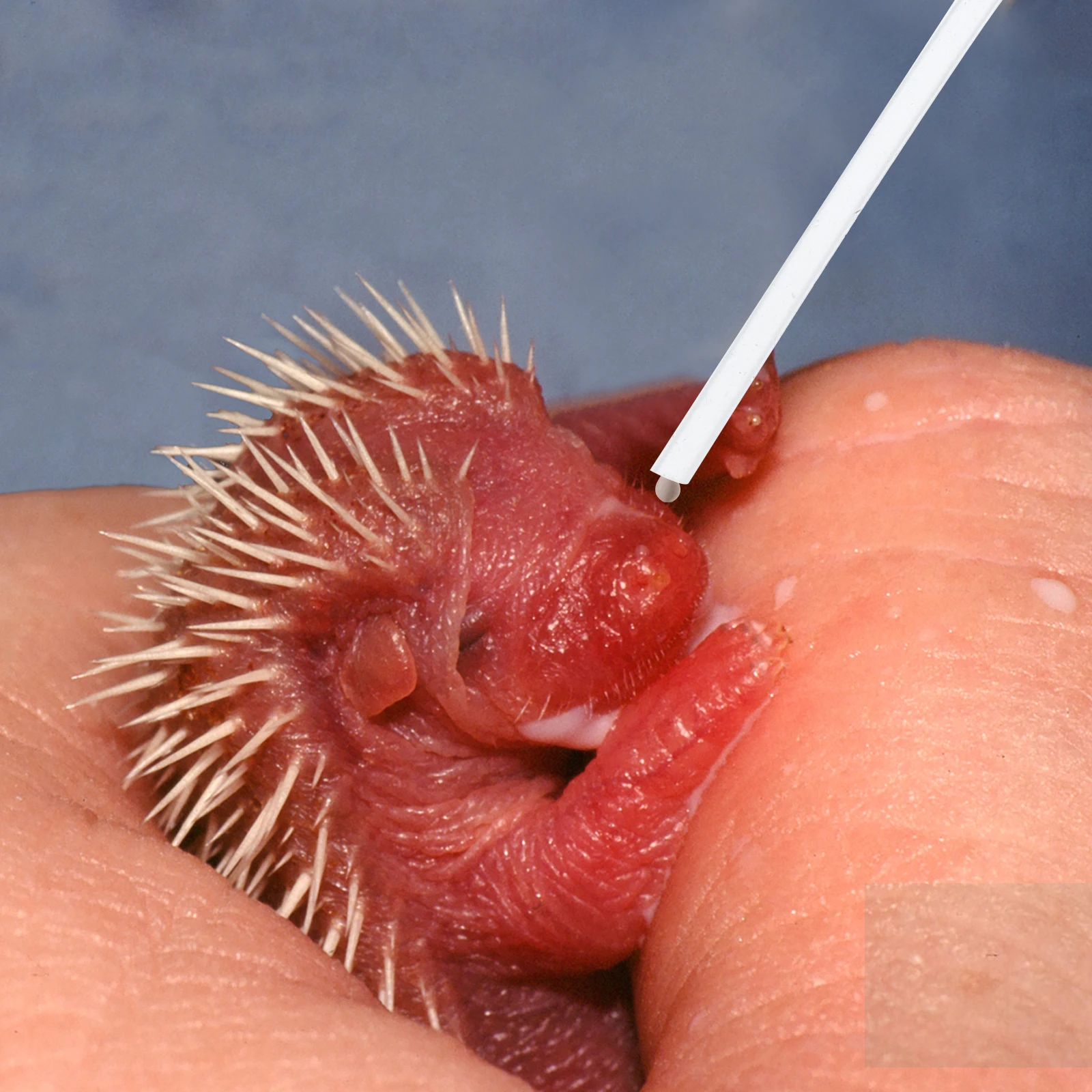 

3pcs Feeding Hose Device Young Bird Feeder Soft Plastic Milk Water Tube Reusable For Parrot Birds Pet Feeding Tool Food