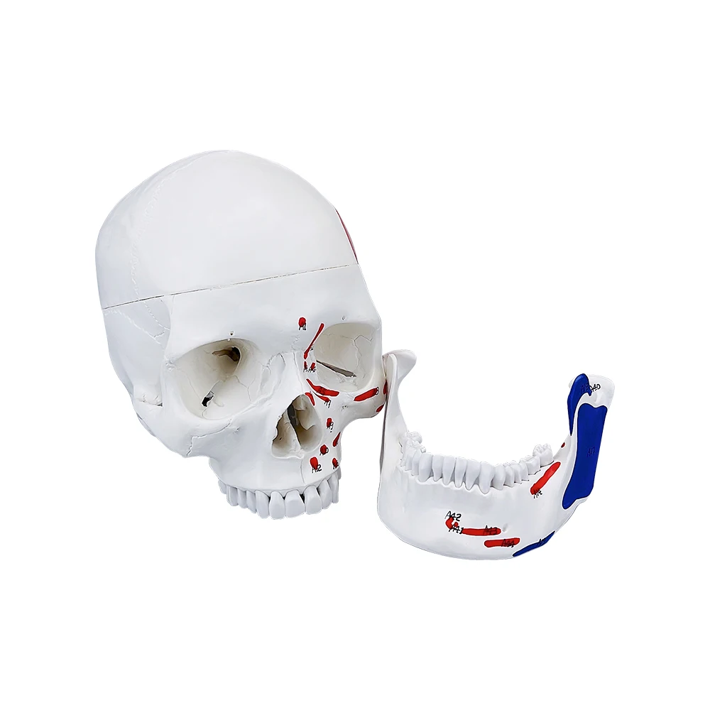 Dental Skull Model Anatomy Real Size Dentistry Medicine Detachable 3D Human Adults Anatomical Skeleton Head Model With Muscel