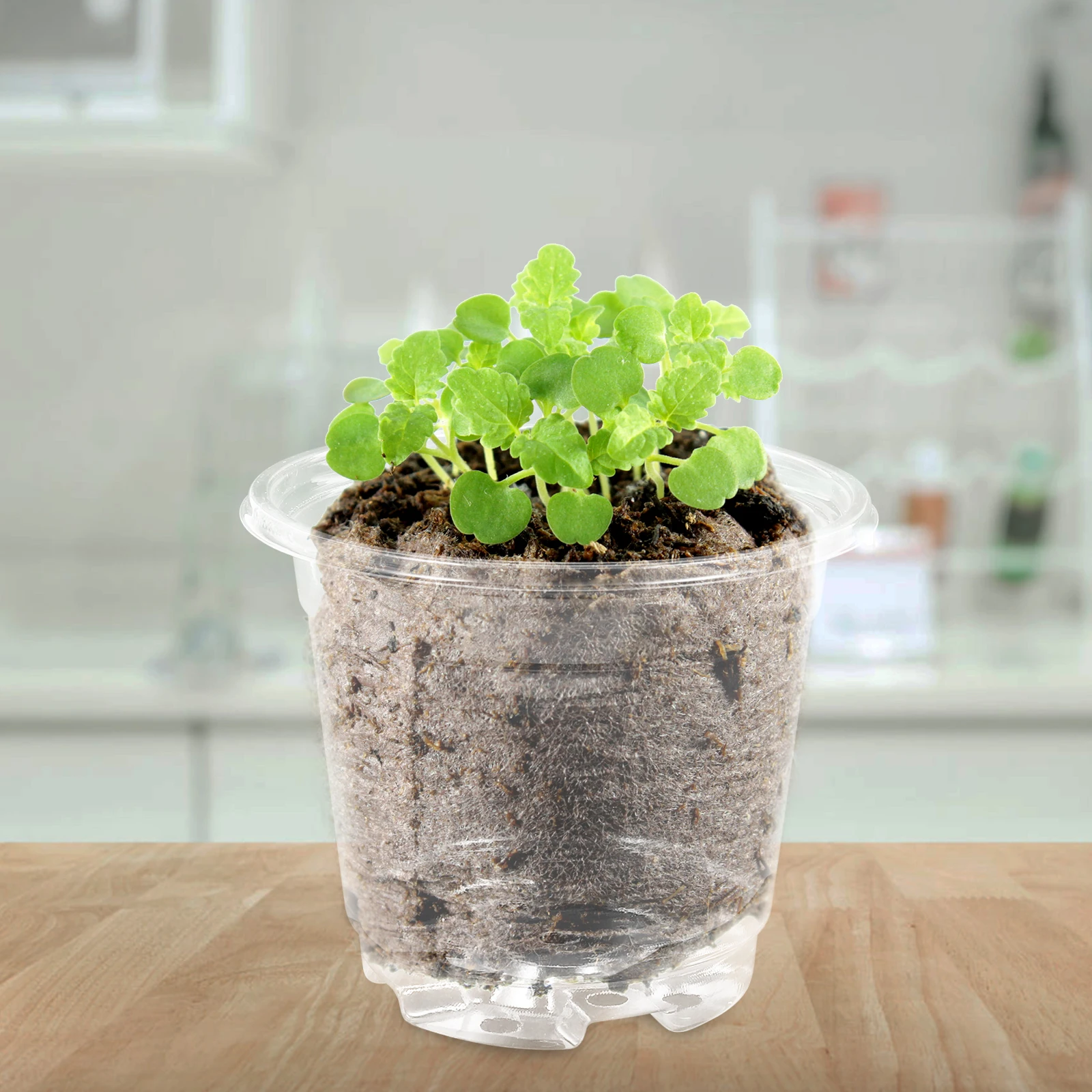 

15 Pcs Medium Sized Humidity Dome Plant Succulent Growing PP Lid Nursery with Drainage Holes Large Plastic Planter Seedling Pots