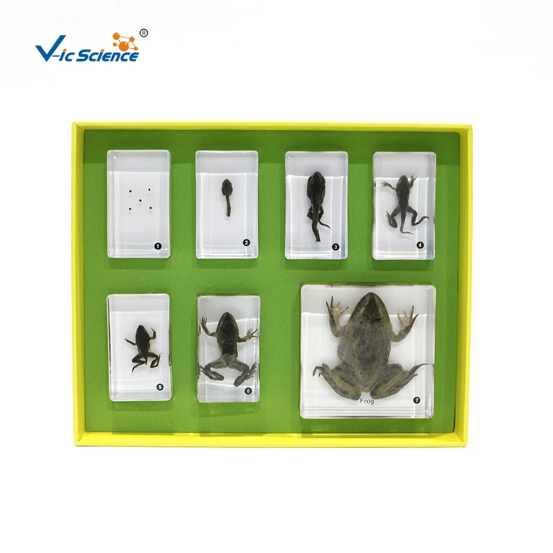 Exhibition Resin Embedding Frog Growth History Specimen