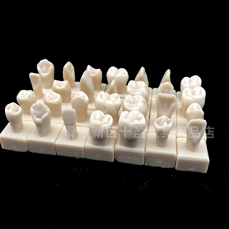 Teeth Carved Teaching Model And Practice Tooth Carving Teaching Comparison Model Pit And Fissure Caries 28 Teeth