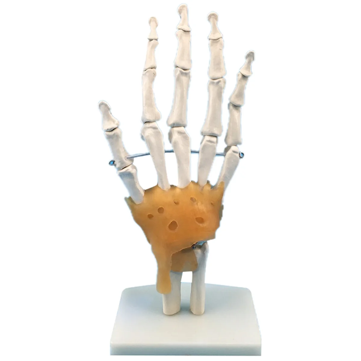 Human Hand Joint Model with Ligaments, Flexible 1:1 Scientific Life Size, Finger Model Doctor Educational Tools