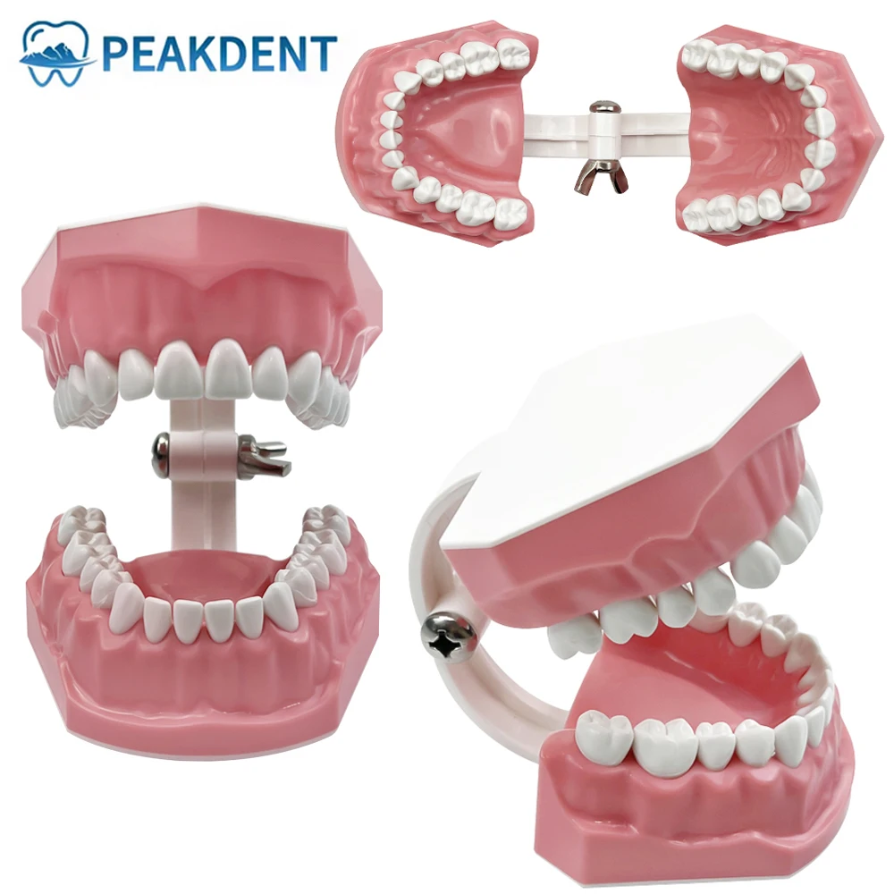 

Dental Model Oral Care Teaching Demonstration Model Brushing Flossing Practice Teeth Typodonts Model for Kids Education Studying