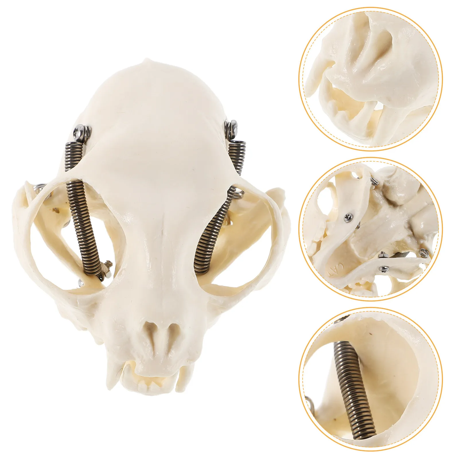 

Cat Skull Anatomical Accurate Display Educational Teaching Prop Realistic Small Head Study Reference for Science