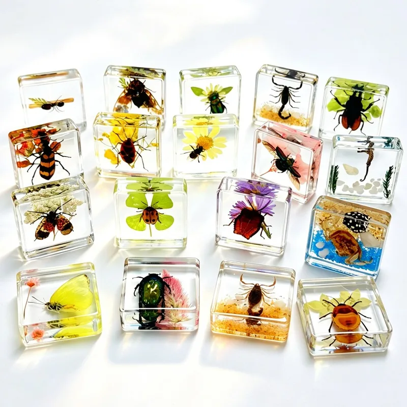 Manufacturer self operated real insect specimens high transparency resin embedded landscaping mimic square children gifts