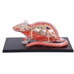 32 Parts White Mouse 4D Master Animal Anatomy Model Detachable Organs Body Medical Science Educational DIY Toys Gift