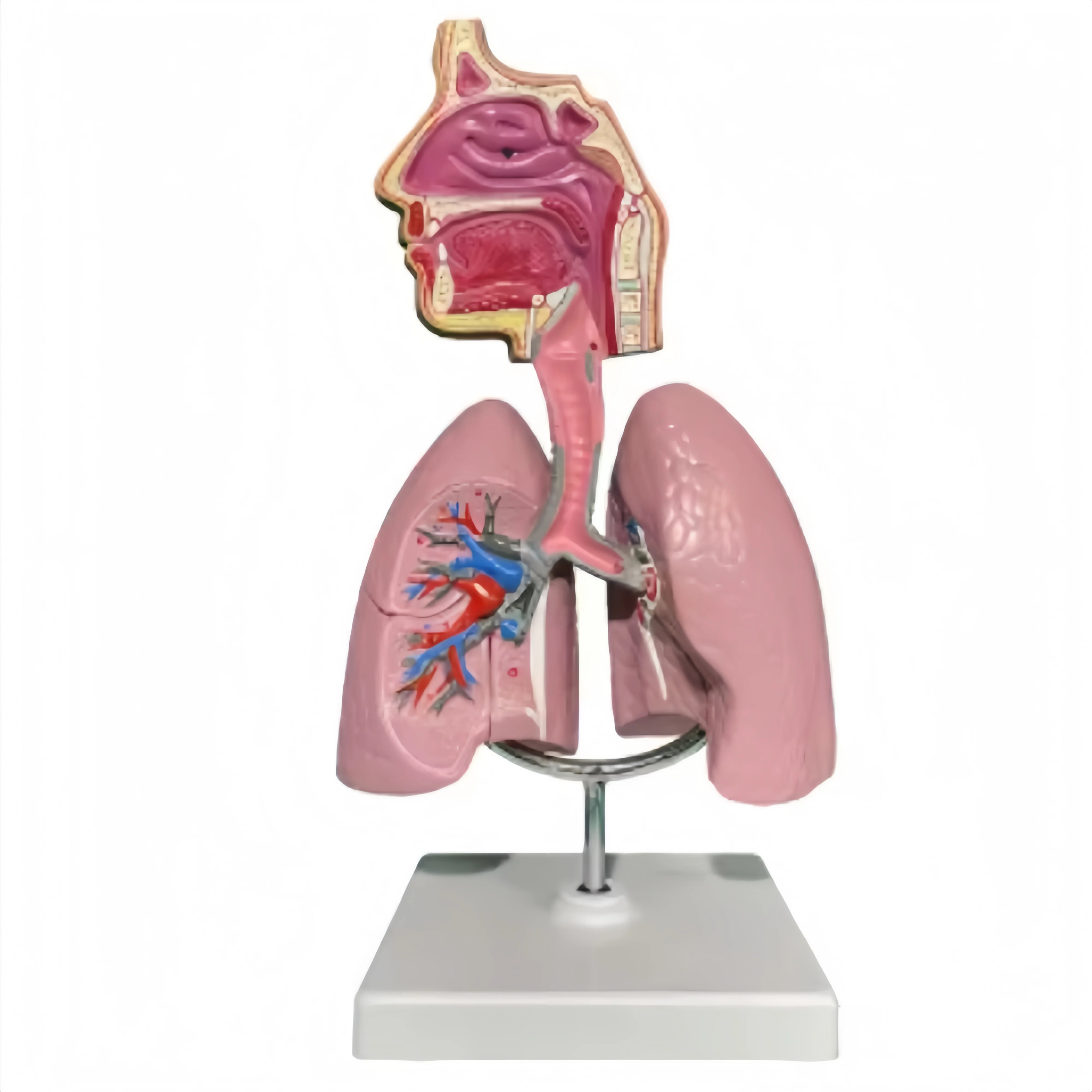 

Respiratory System Model with Removable Heart Human Lung Anatomical Model Display for Students Study Teaching Tool