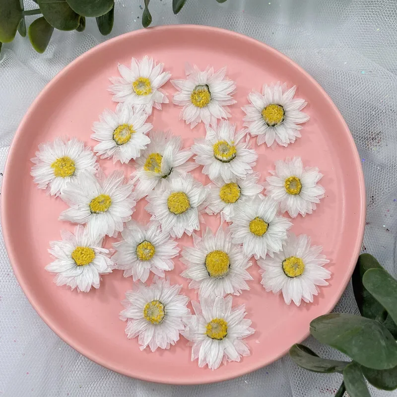 24pcs/2-4CM,Natural Pressed Flowers petals,Real Dried daisy DIY Craft Valentines gift Bookmark phone case Scented candle decor