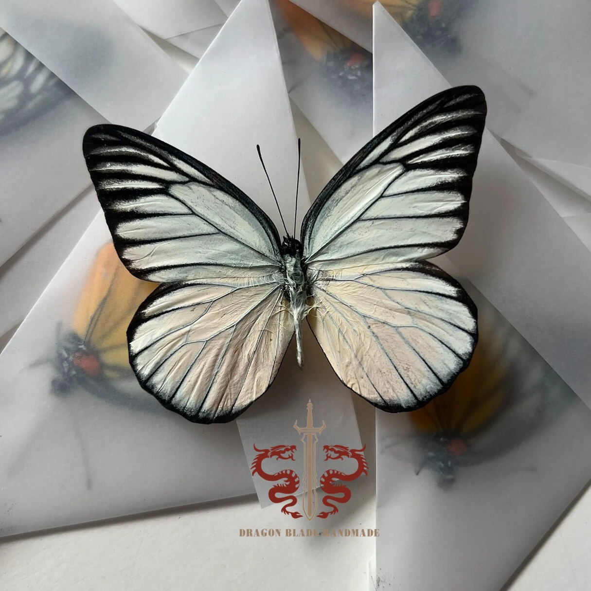 Butterfly specimen Prioneris thestylis, 1pc wings spread A1/A- high quality, Decorative Display Collection Gifts