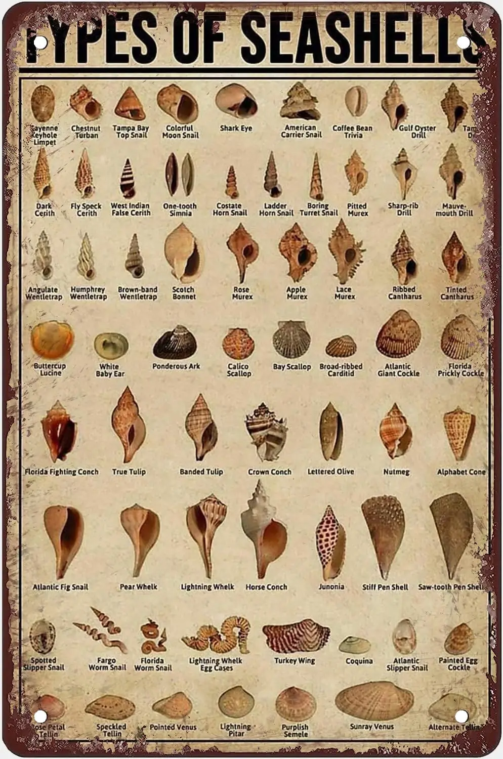 Conch Knowledge Tin Sign Types Of Seashells Retro Metal Poster Plaque For Cafe Bar Restaurant Man Cave Wall Decoration Post sign