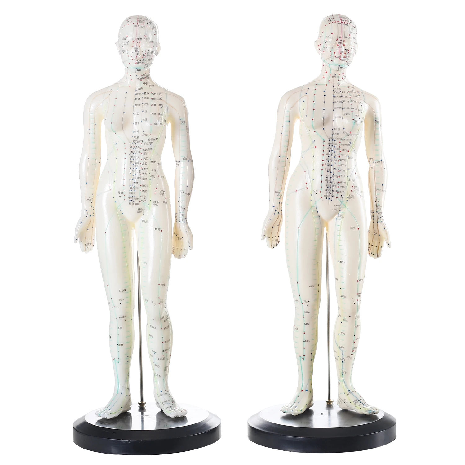 Acupuncture Model 48cm Female 50cm Male PVC Human Body Acupuncture Model Acupoint Model English Code and Chinese