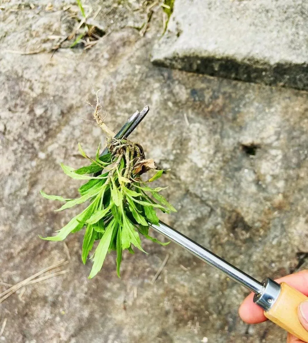 Manuelles Unkrautmaschinen-Set: Maaier Sichel + Straßenriss-Unkrautwerkzeug + Garten-Handschaufel – robuster Kohlenstoffstahl für den Außenbereich und – Detail 10
