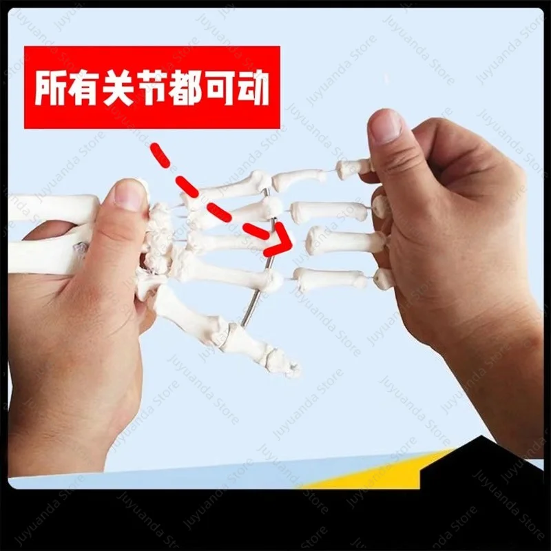 Dynamic Foot-hand Joint Model Adult Hand Joint Function Model Anatomy Palm Carpal Bone Bending Activity Rehabilitation