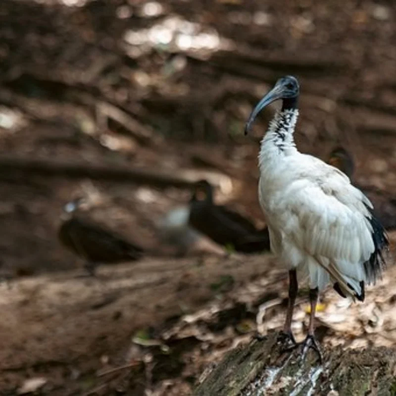 

4 шт., 120 мм, 1,9 дюйма, резиновые шины, колеса для 1:10 RC гусеничного автомобиля, осевой SCX10 90046 AXI03007 TRX4 Redcat Gen8