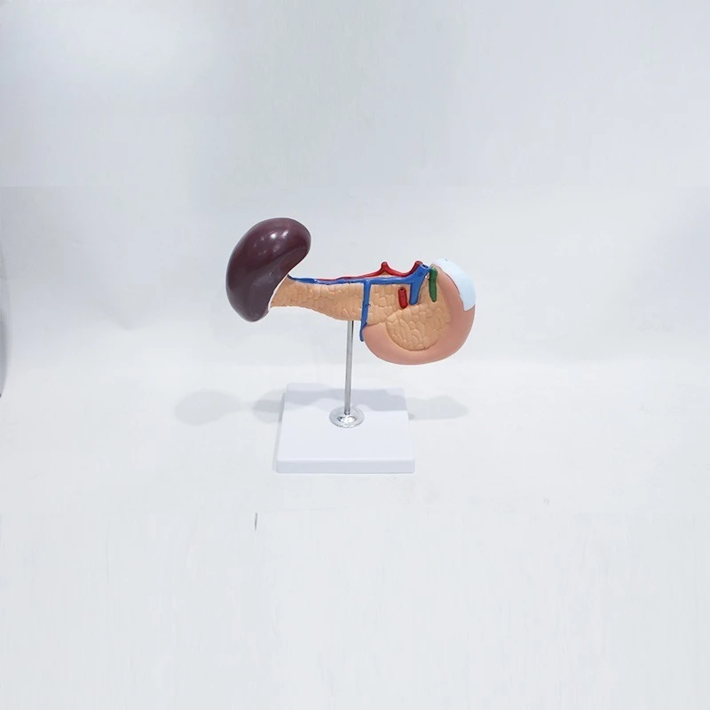 Human Pancreas Duodenum Spleen Model Digestive System Anatomy Teaching Prop