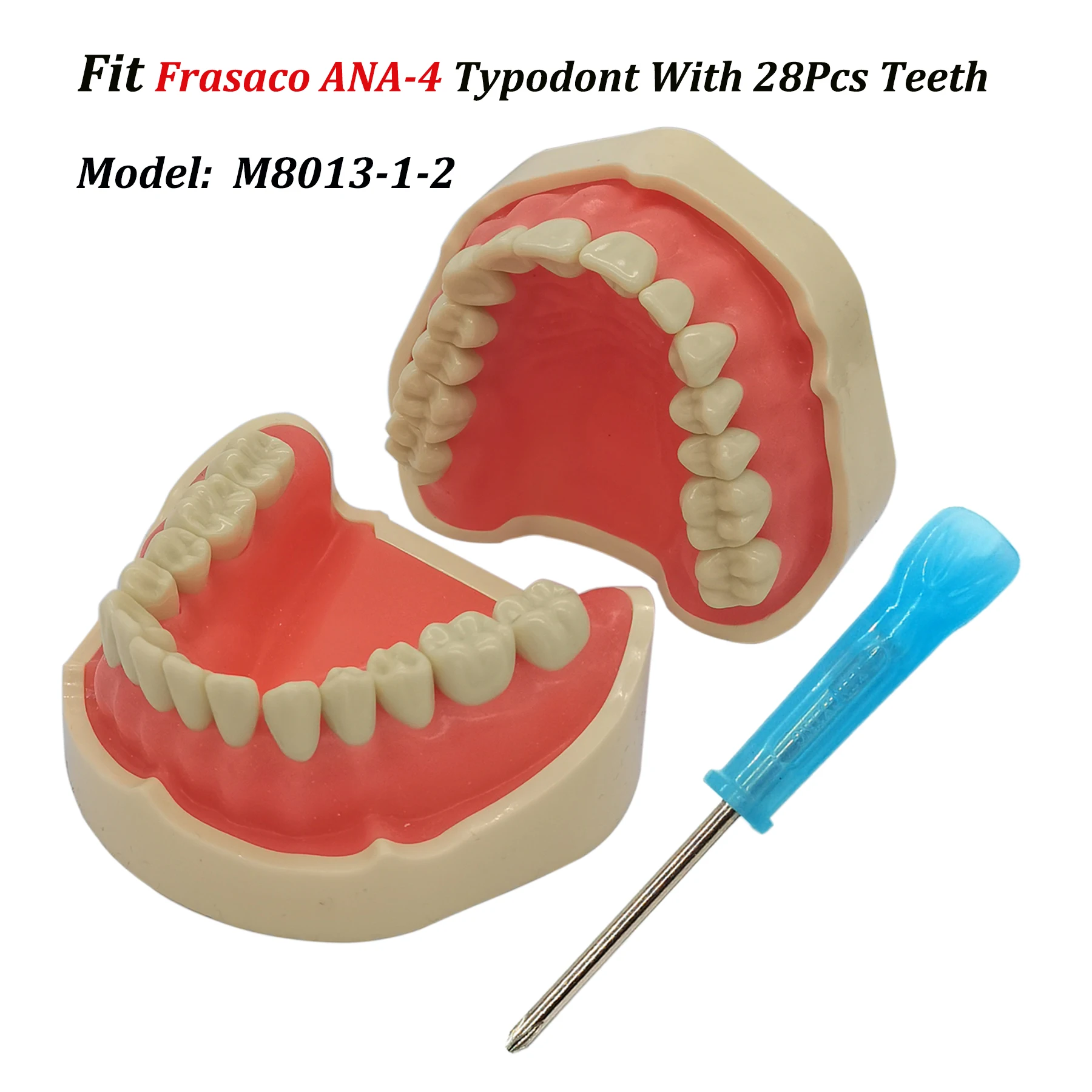 Frasaco ANA-4 Typodont Fit Dental Standard 28Pcs Screw-in Teeth Model Practice Filling Restoration Soft Gum Gingivae M8013-1-2