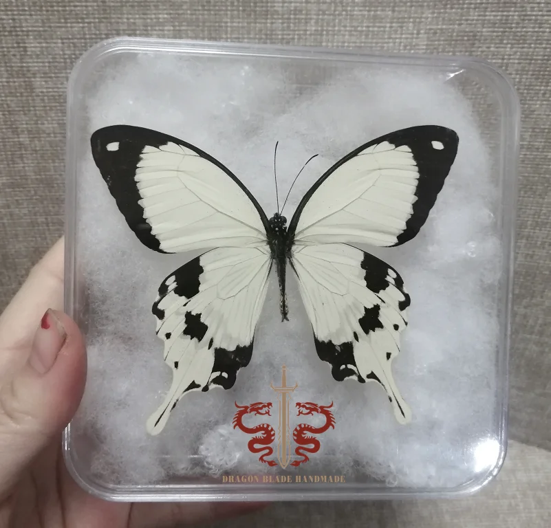 Butterfly specimen Papilio dardanus, 1pc wings spread A1/A- high quality, Decorative Display Collection Gifts