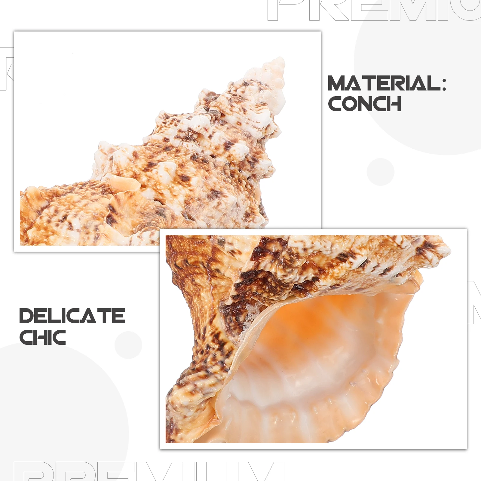 

Natural Conch Flower Vase Desktop Decorative Planter Pot For Home Garden Office Design Dried Floral Arrangement