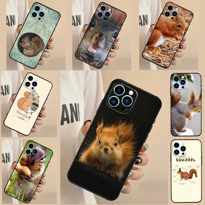 Squirrel Cute Anima… - image