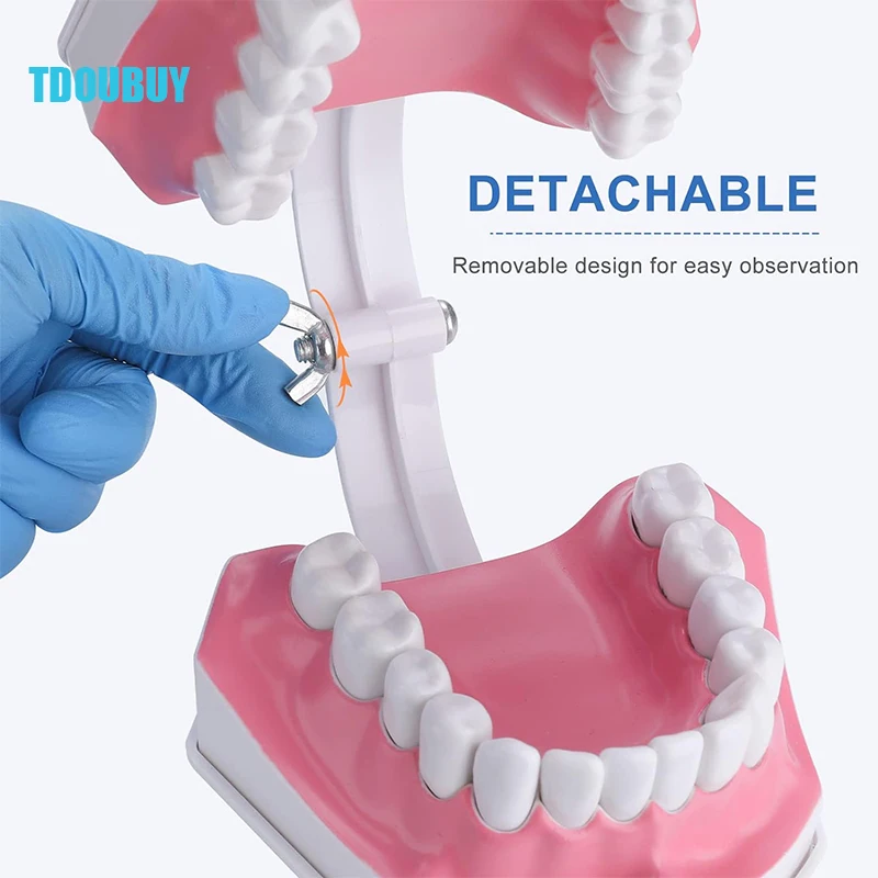 Modelo de dentes grandes com escova para crianças, Modelo dental extragrande para escovar os dentes, Modelo de dentes 2 vezes