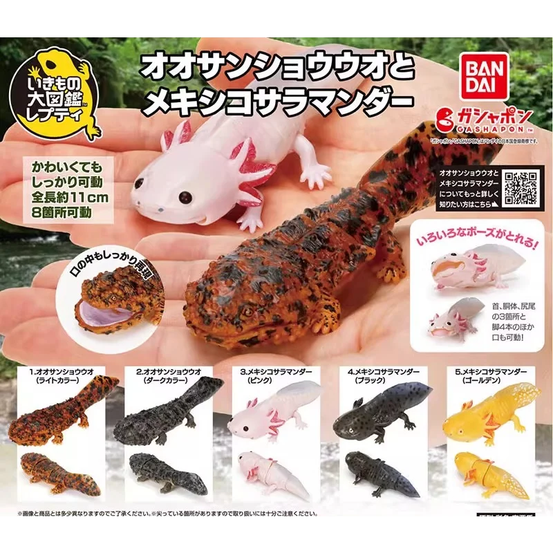 بانداي الأصلي غاشابون السمندر الشكل Axolotl نموذج علم الأحياء تمثال نموذج جمع تزيين لعبة مكتب للبالغين #1