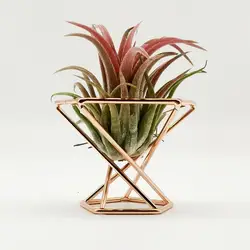 3Pcs Airplant Container Pot Durable Widely Use Air Plant Stand Holder Anti-corrosion Fern Plant Stand