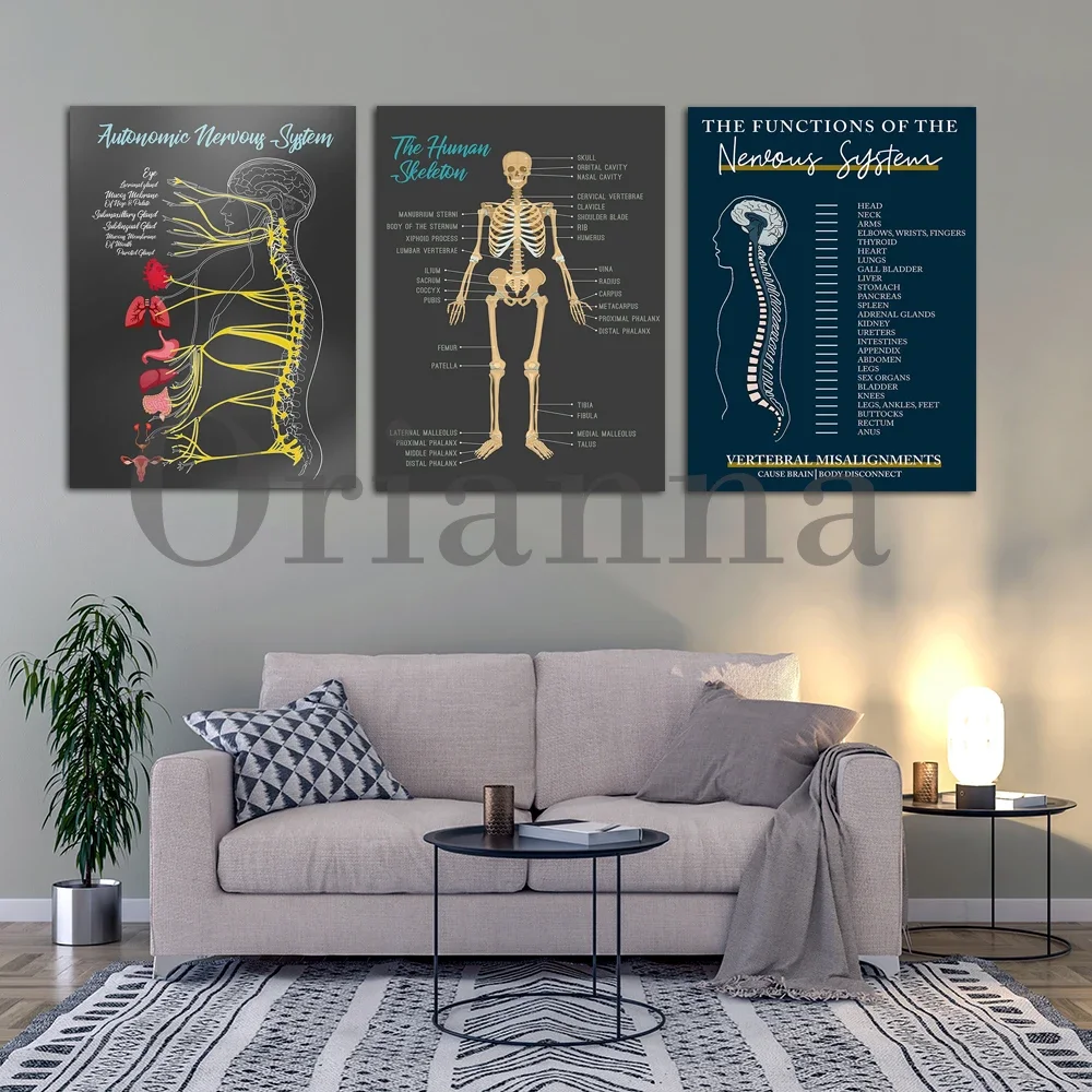 The Functions of Nervous System Spinal Nerve Chart Chiropractic Canvas Nervous System Healing Pain Anatomy Print Poster