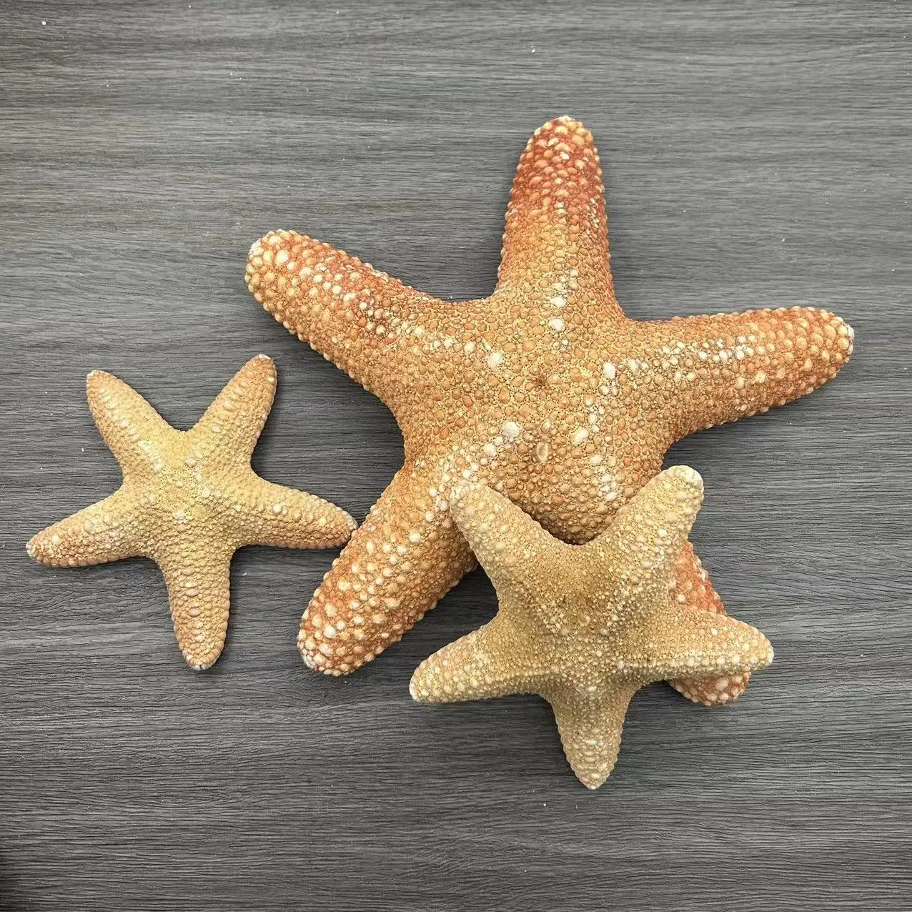 Natural Shell Conch Window Landscaping, Mediterranean Decorative Bread Star Micro Landscape, Furnishing articles Starfish