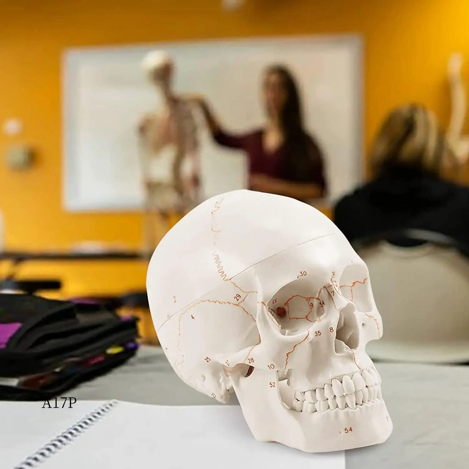 

AP-Anatomical Human Skull Model, 3-Part, Numbered, Life Size