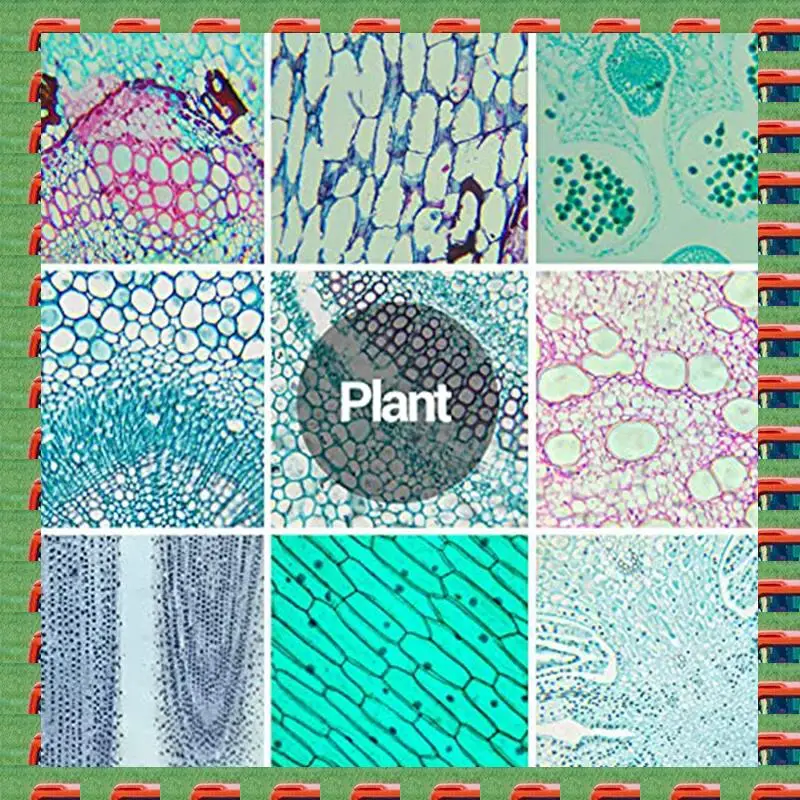

Child Microscope Slides With Specimens From Children, Microscope Slides For Adult Microbiology In Children,100PC