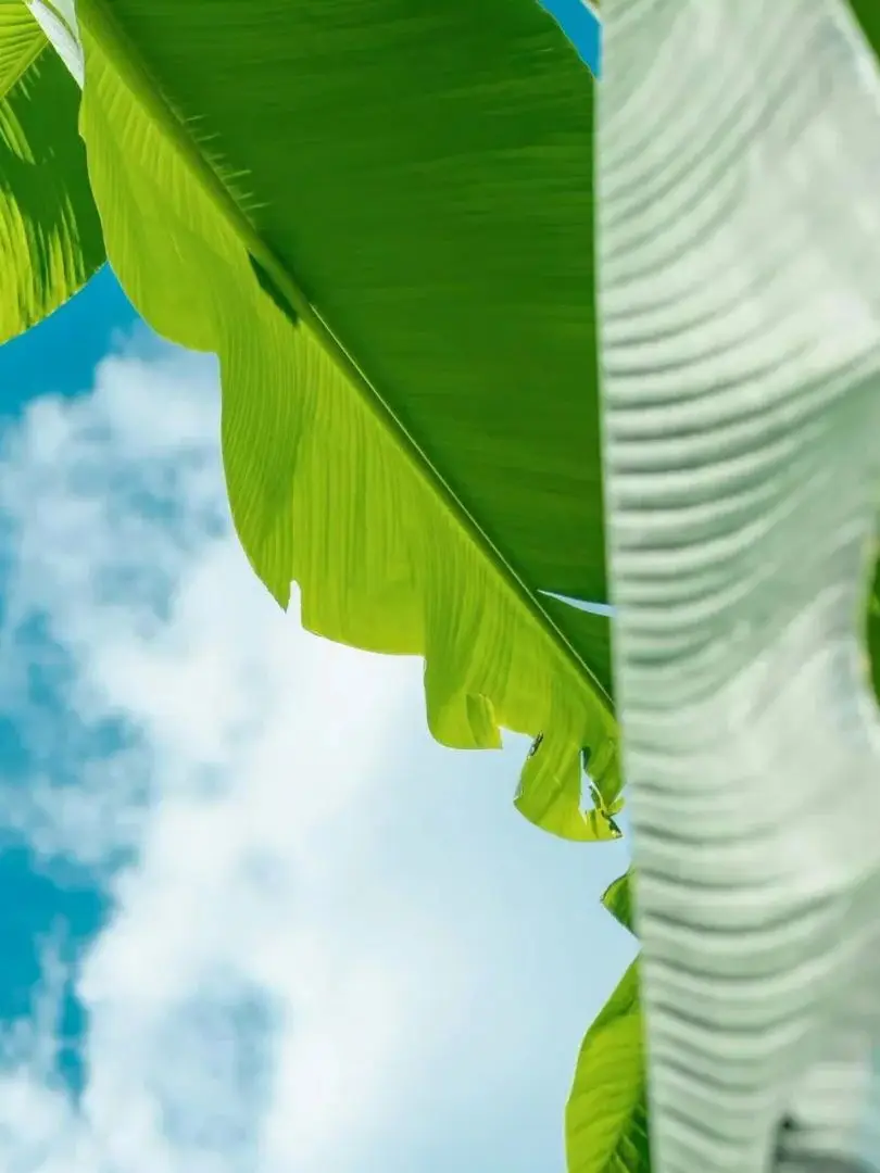 

29.4V 10.5Ah 7S3P 18650 Li-Ion Battery Pack Lithium Batteries for Electric Motor Bicycle Ebike Sccooter Toys Drill