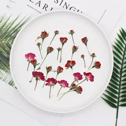 60pcs Dry Side Pressed Red/Purple/Pink/Yellow Rose Flower Plant Herbarium For Jewelry Bookmark Postcard Phone Case Scrapbook DIY