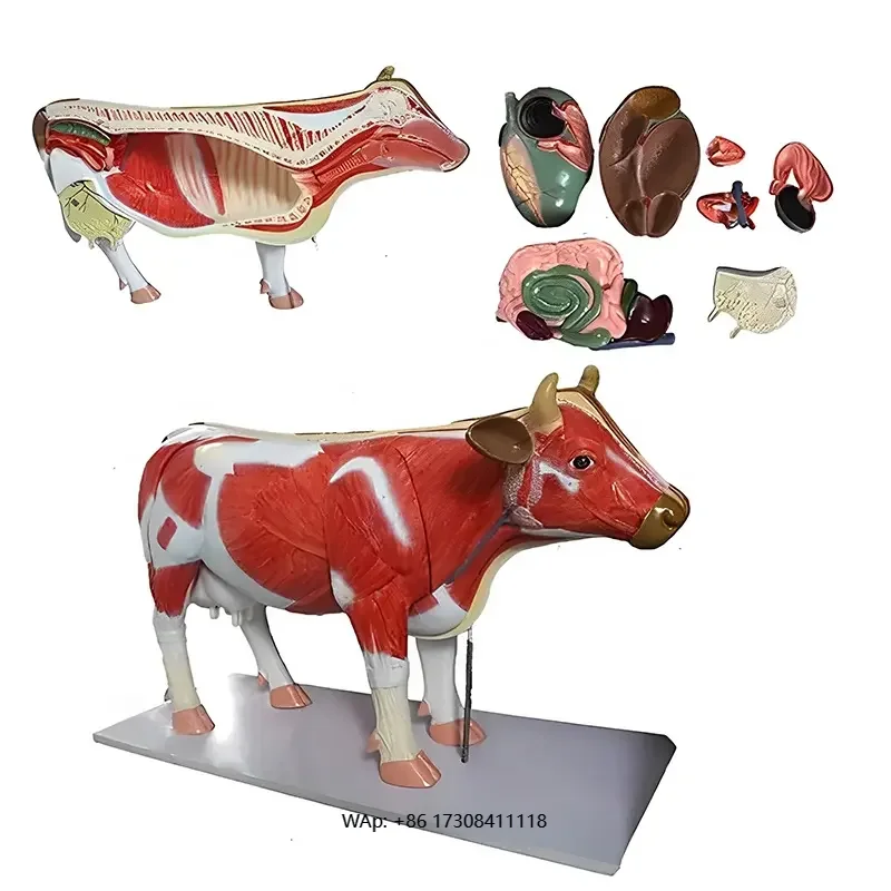 

Medical Teaching Veterinary 3D Bovine Animal Anatomy Model for Veterinary Anatomy Research