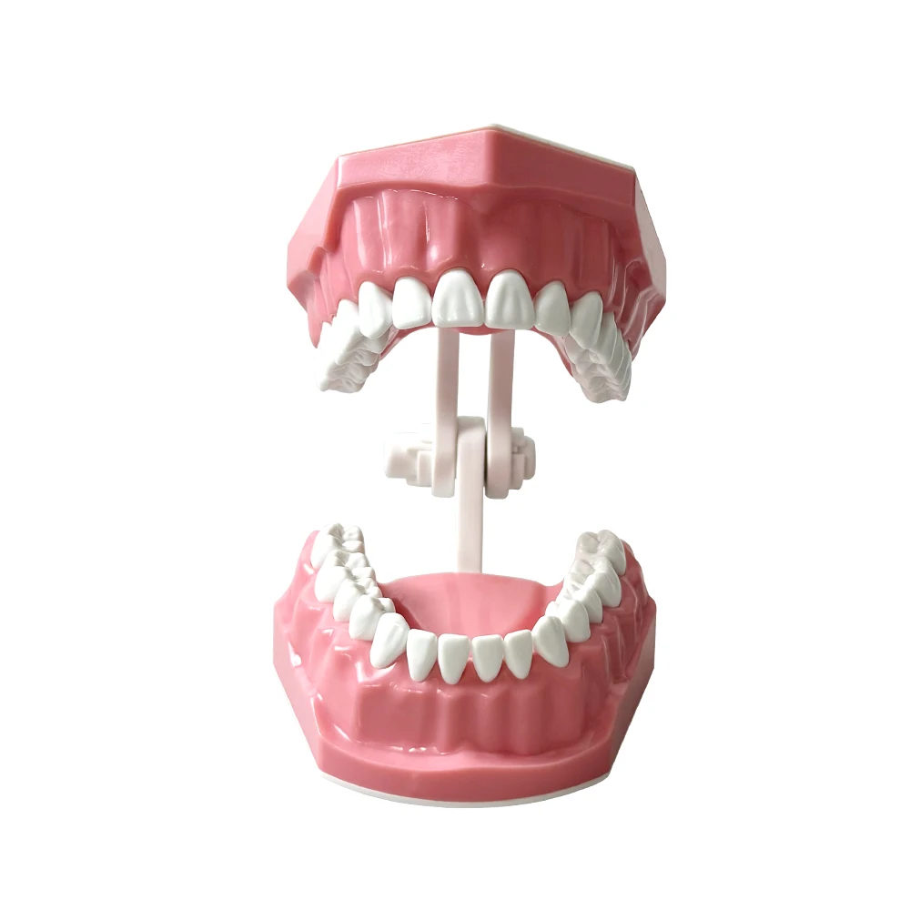 Plastic Teeth Model Dental Teaching Model Doctor Patient Communication Dentist Students Studying Education Demo Dentistry Models