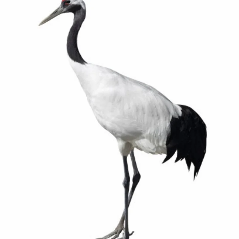 Wltoys 124006 12423 12427 12428 مجموعة قطع غيار ترقية معدنية توجيه الجمعية ربط قضيب سيرفو الذراع 1/12 RC اكسسوارات السيارات #1