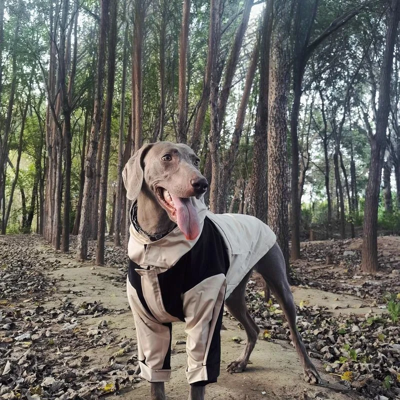 

Dog Windbreaker, Medium and Large-sized Dog Spring and Autumn Pet Clothing, Labrador, Border Collie, Alaskan