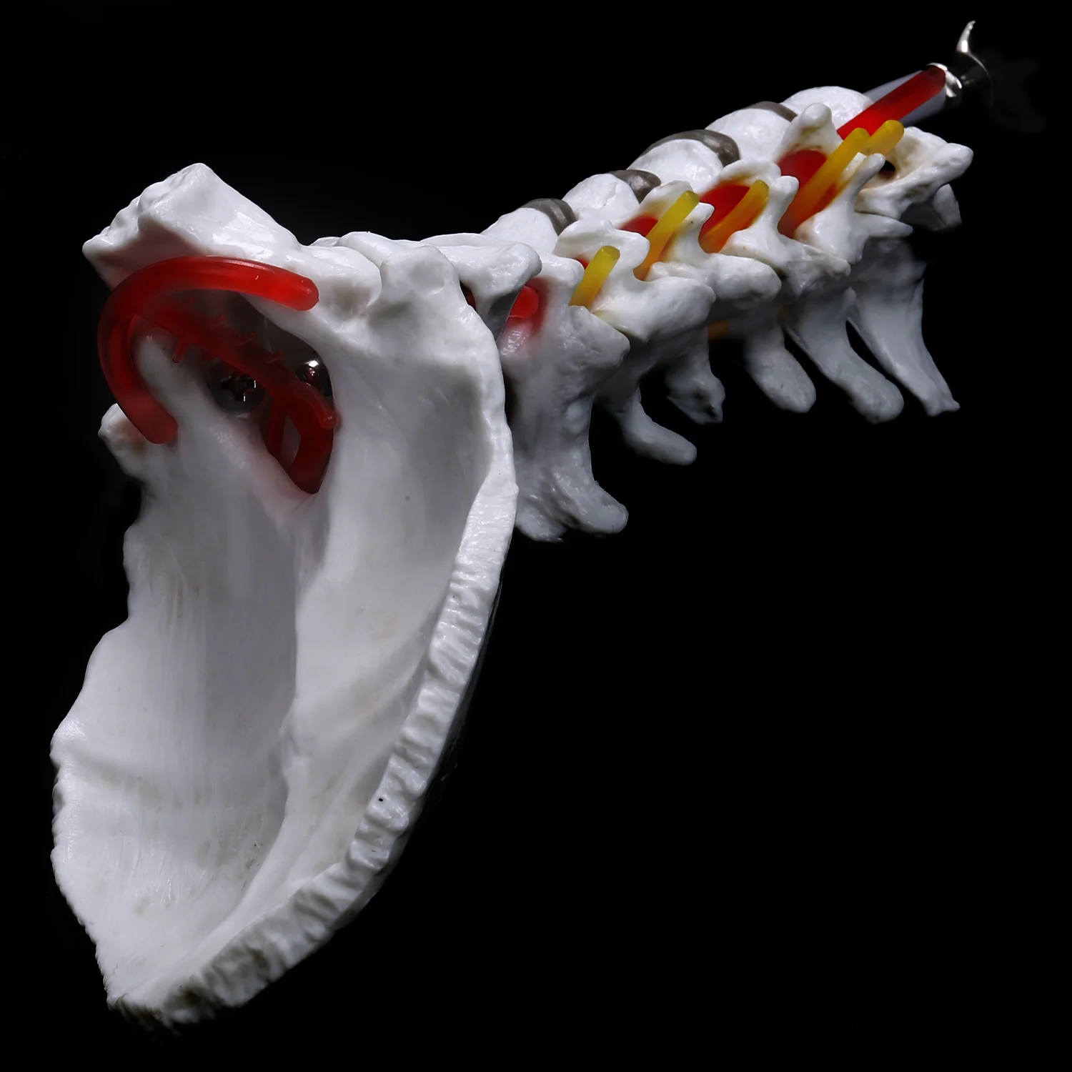 Cervical Vertebra Arteria Spine Spinal Nerves Anatomical Model Anatomy for Science Classroom Study Display Teaching Model