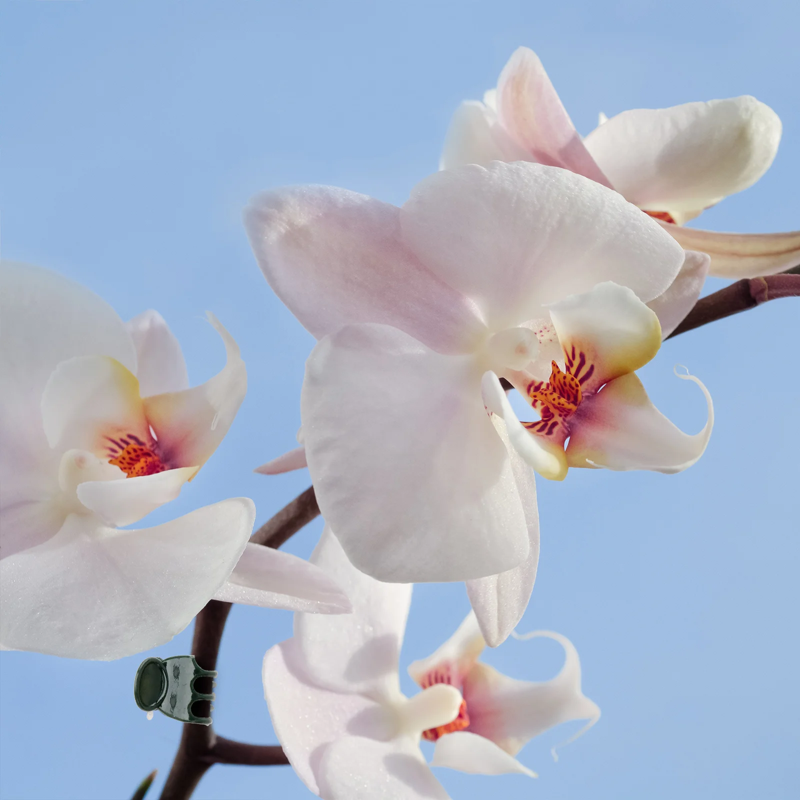 

200Pcs Orchid Clips Plastic Plant Grippers Easy Clip Release Flower Vine Clips Supporting Stems Vine Plants Plant Gripper