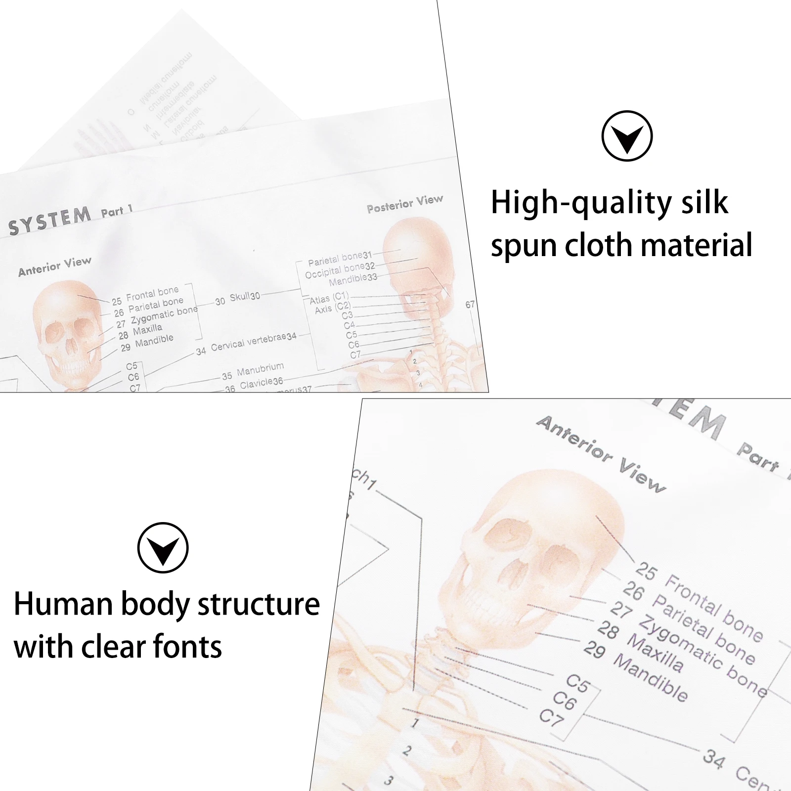 

Human Anatomy Skeletal Muscle Poster Kraft Paper Body Part Theme Decoration Model