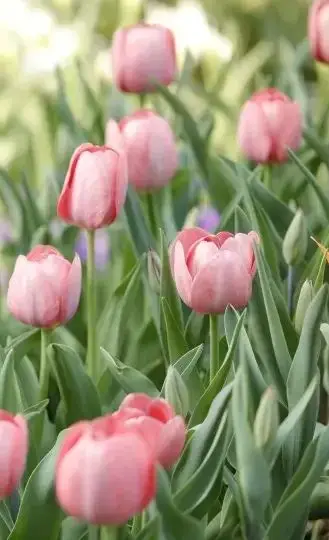 25.2V 6.0Ah 7S2P 18… - image