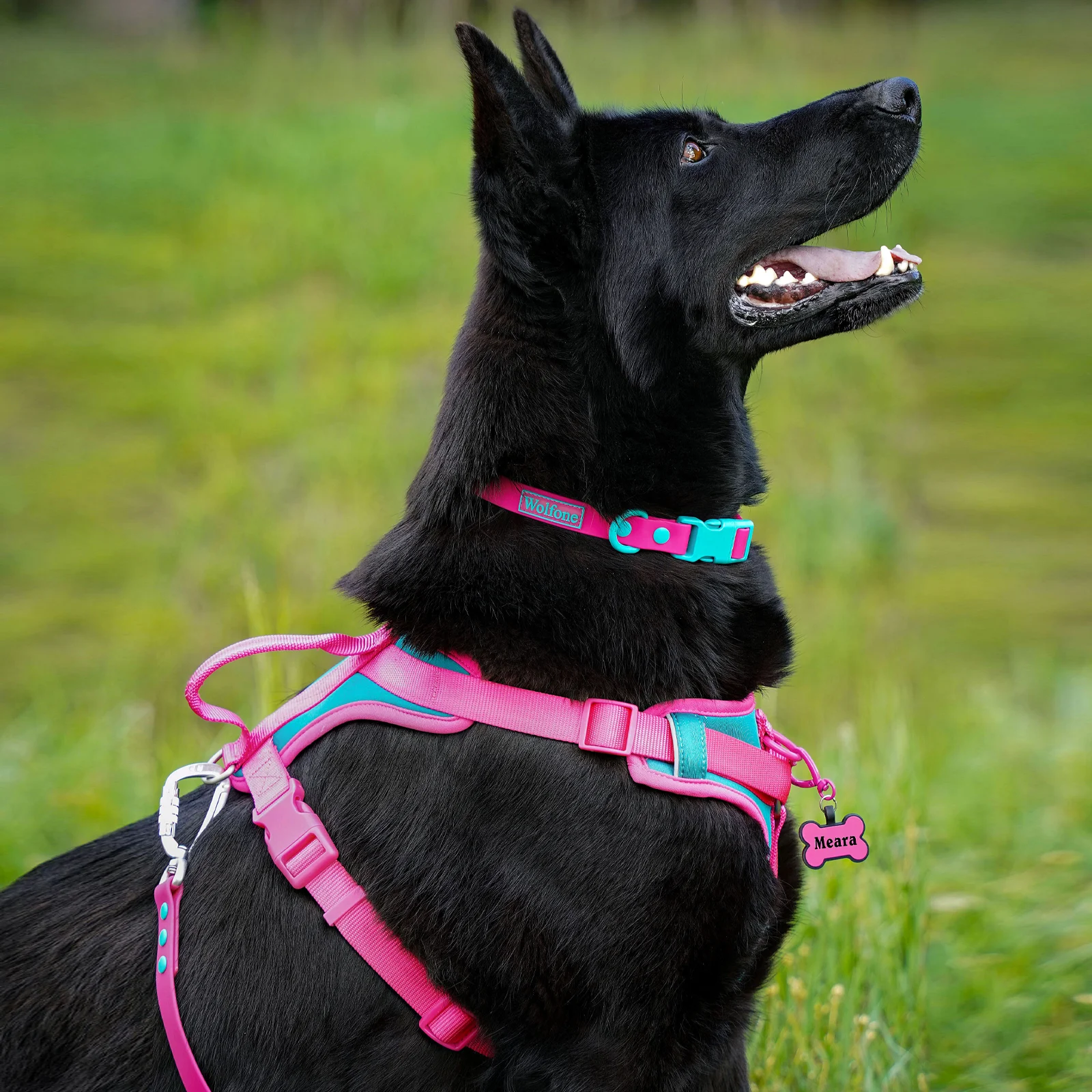 Sangle de poitrine réglable pour chien extérieur, couleurs d\'épissage, respirant, moyen, sans nervure, SFP, grands et petits chiens