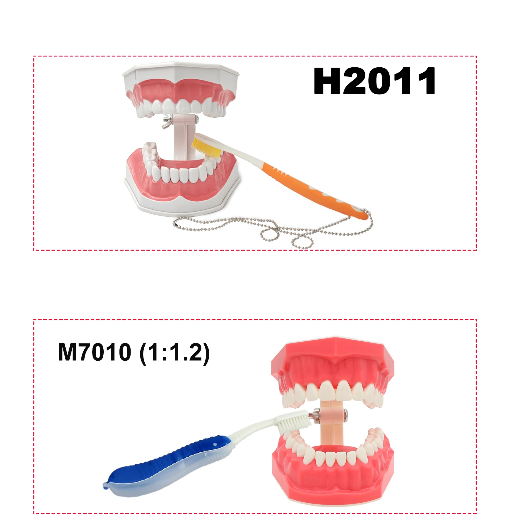 Modelo de implante de dentes dentários, vários tipos, modelos de ensino de odontologia, ortodôntico removível para educação de pacientes, demonstração